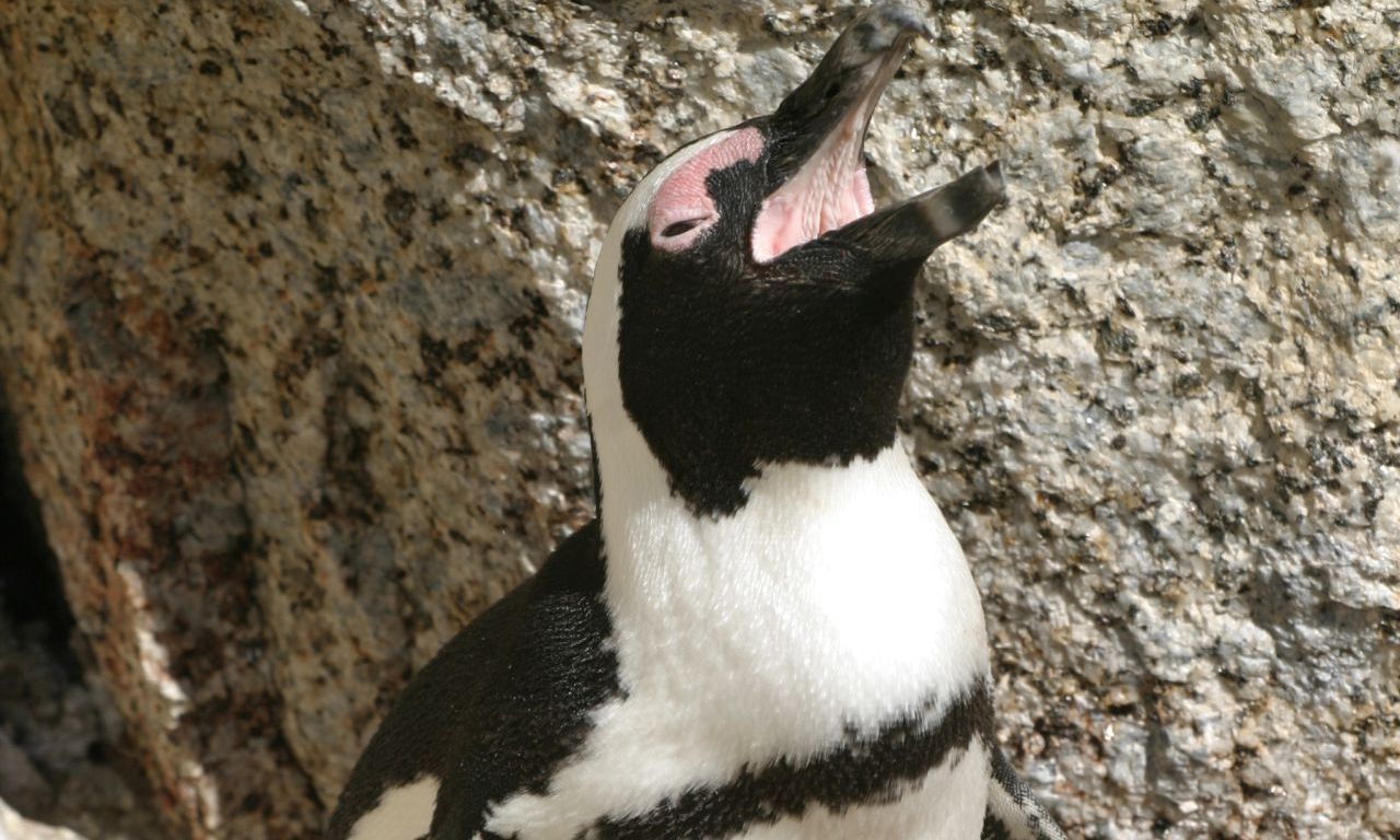 Penguin 2