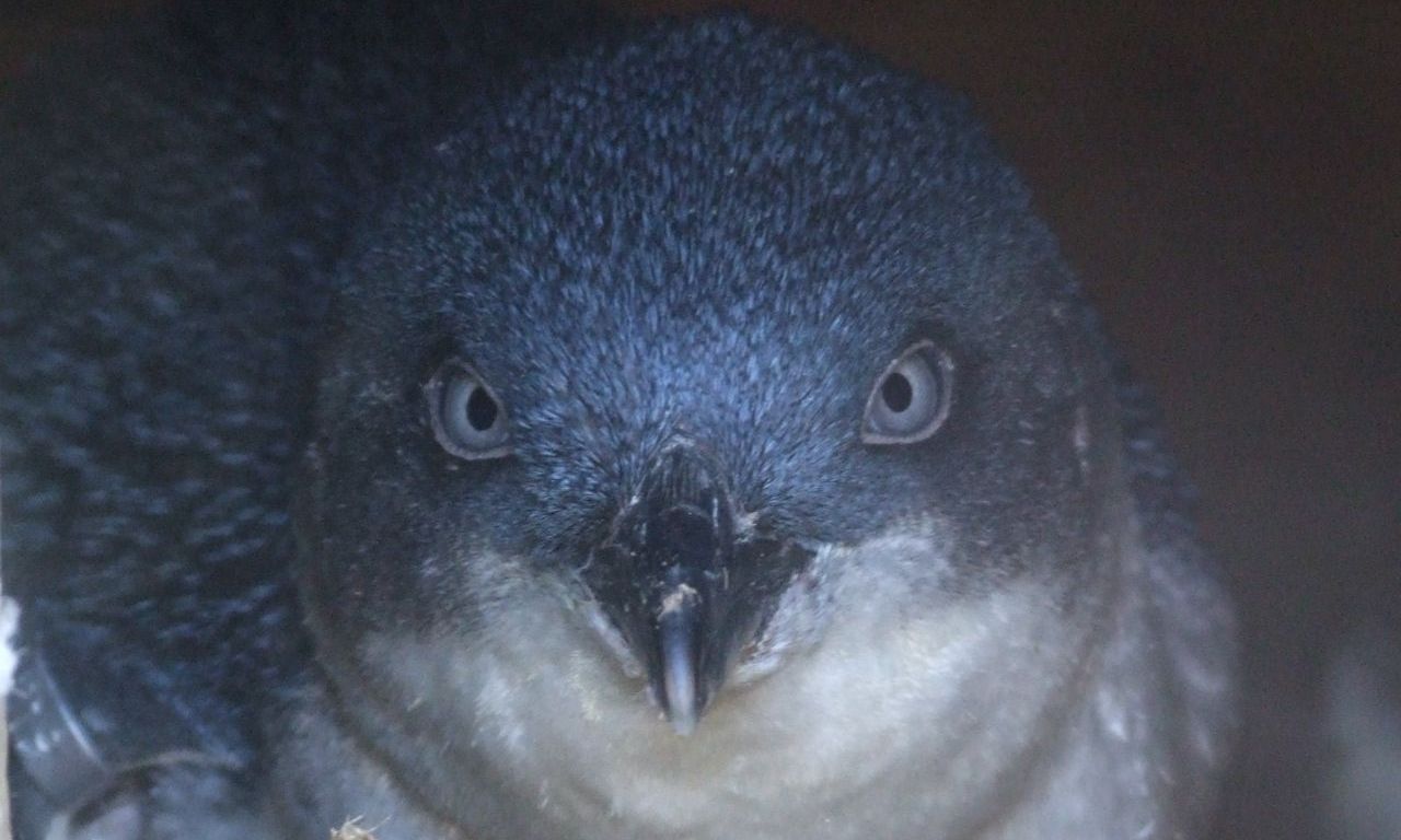 Penguin 1