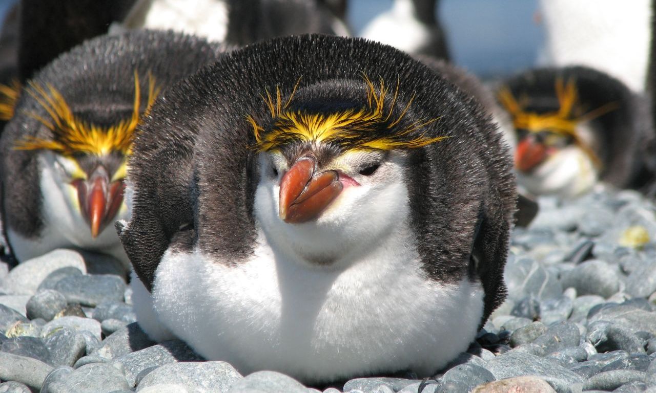 Penguin 1